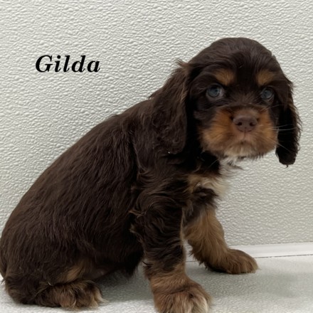 puppy, for, sale, Cocker Spaniel, Joe & Cherri  Overlease, dog, breeder, Miller, MO, dog-breeder, puppy-for-sale, forsale, nearby, find, puppyfind, locator, puppylocator, aca